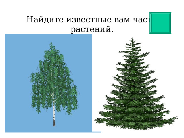 Найдите известные вам части растений. 
