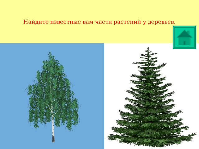 Найдите известные вам части растений у деревьев. 