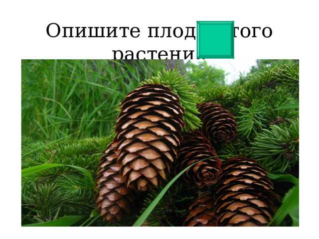 Опишите плоды этого растения 