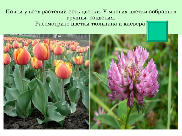 Почти у всех растений есть цветки. У многих цветки собраны в группы- соцветия.  Рассмотрите цветки тюльпана и клевера. 