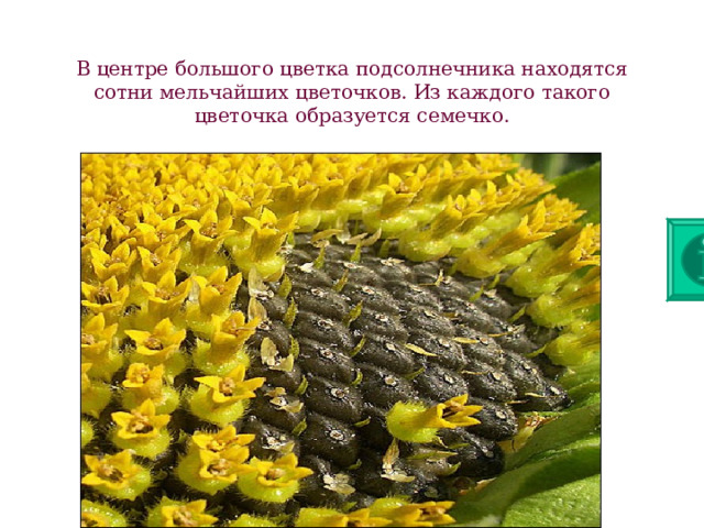 В центре большого цветка подсолнечника находятся сотни мельчайших цветочков. Из каждого такого цветочка образуется семечко. 