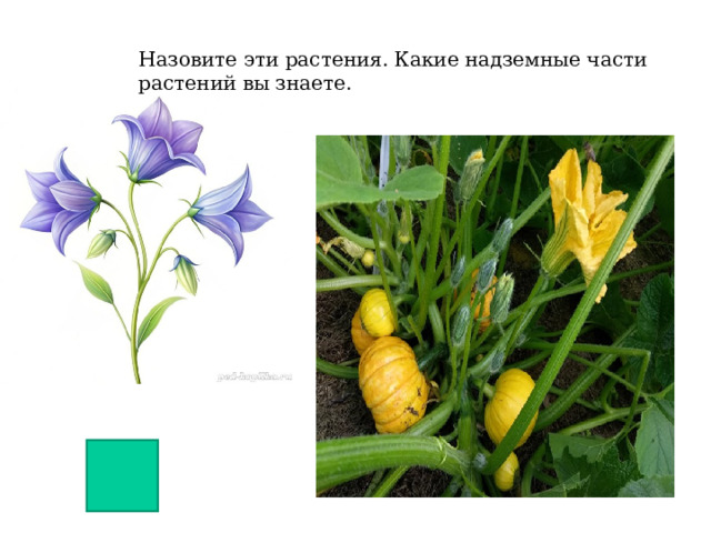 Назовите эти растения. Какие надземные части растений вы знаете. 