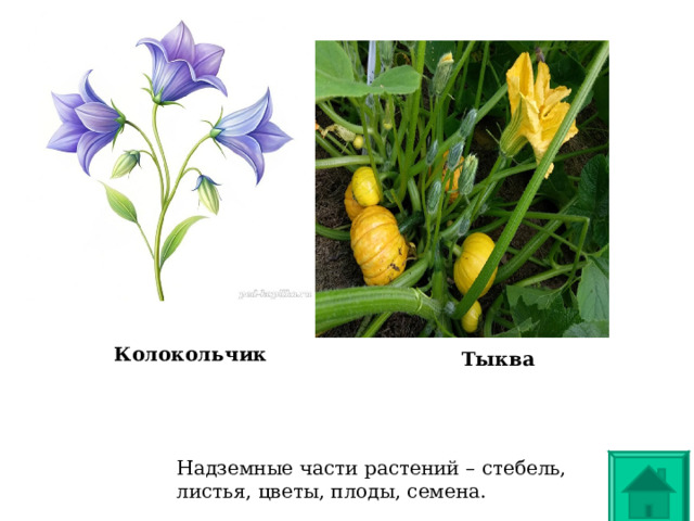  Колокольчик   Тыква  Надземные части растений – стебель, листья, цветы, плоды, семена. 