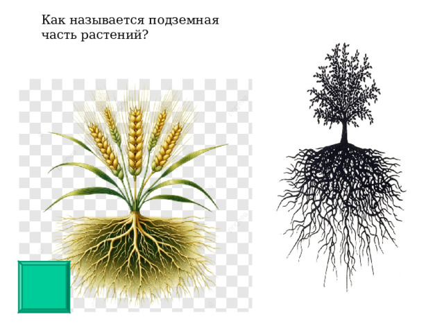 Как называется подземная часть растений? 
