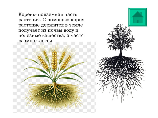 Корень- подземная часть растения. С помощью корня растение держится в земле, получает из почвы воду и полезные вещества, а часто и размножается. 