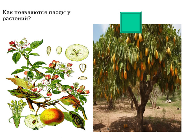 Как появляются плоды у растений? 