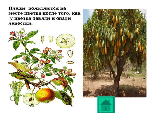 Плоды появляются на месте цветка после того, как у цветка завяли и опали лепестки.   