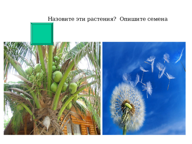 Назовите эти растения? Опишите семена 