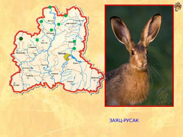 ЗАЯЦ-РУСАК  