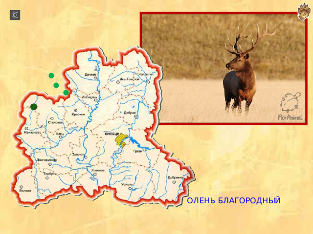  ОЛЕНЬ БЛАГОРОДНЫЙ 