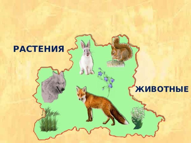 РАСТЕНИЯ ЖИВОТНЫЕ 