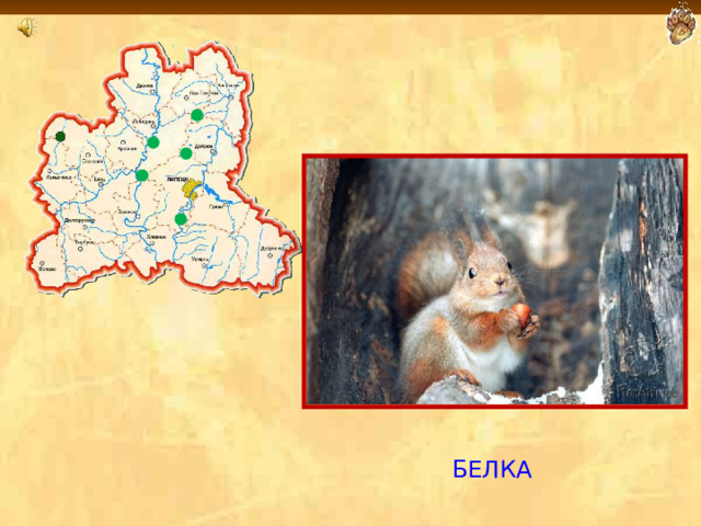  БЕЛКА  