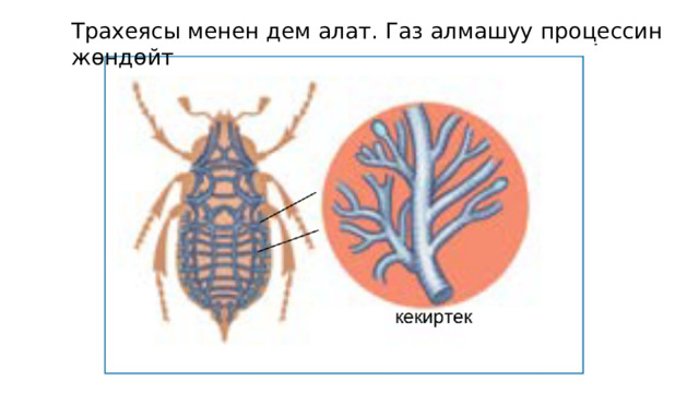 Трахеясы менен дем алат. Газ алмашуу процессин жөндөйт 