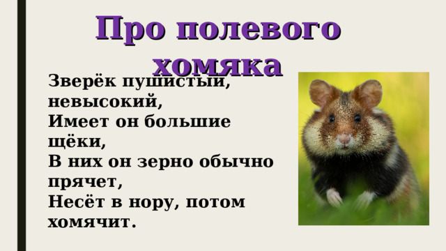 Про полевого хомяка Зверёк пушистый, невысокий,  Имеет он большие щёки, В них он зерно обычно прячет, Несёт в нору, потом хомячит. 