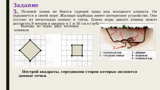 Задание 5.  Полевой хомяк не боится суровой зимы или холодного климата. Он укрывается в своей норе. Жилище карбыша имеет интересное устройство. Оно состоит из нескольких комнат и гнёзд. Длина норы дикого хомяка может достигать 8 метров в ширину и 1 м 50 см в глубину.  Выходы из норы двух полевых хомяков на поверхности расположены так:  Построй квадраты, серединами сторон которых являются данные точки. 