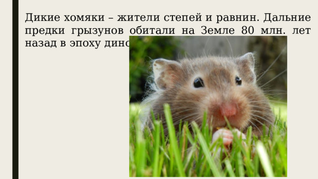 Дикие хомяки – жители степей и равнин. Дальние предки грызунов обитали на Земле 80 млн. лет назад в эпоху динозавров. 