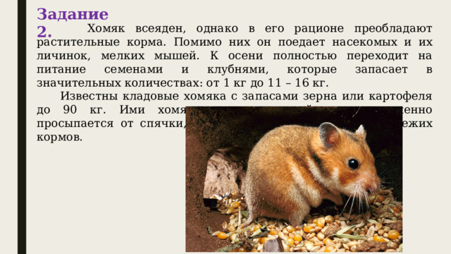 Задание 2.  Хомяк всеяден, однако в его рационе преобладают растительные корма. Помимо них он поедает насекомых и их личинок, мелких мышей. К осени полностью переходит на питание семенами и клубнями, которые запасает в значительных количествах: от 1 кг до 11 – 16 кг.  Известны кладовые хомяка с запасами зерна или картофеля до 90 кг. Ими хомяк кормится зимой, когда временно просыпается от спячки, а также весной до появления свежих кормов. 