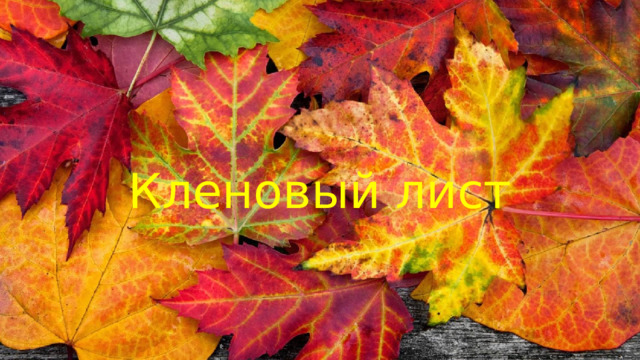 Кленовый лист   