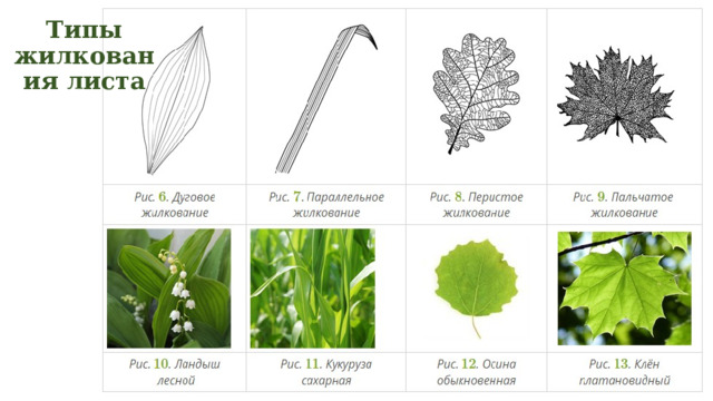 Типы жилкования листа 