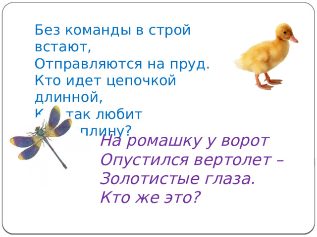 Без команды в строй встают,  Отправляются на пруд.  Кто идет цепочкой длинной,  Кто так любит дисциплину? На ромашку у ворот  Опустился вертолет –  Золотистые глаза.  Кто же это?  
