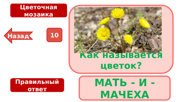 Цветочная мозаика Как называется цветок? 10 Назад МАТЬ - И - МАЧЕХА Правильный ответ 