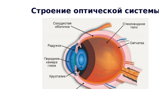 Строение оптической системы глаза 