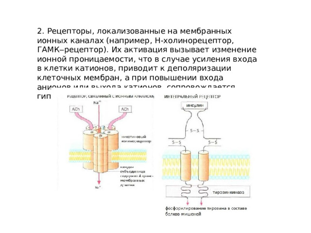 2. Рецепторы, локализованные на мембранных ионных каналах (например, Н-холинорецептор, ГАМК‒рецептор). Их активация вызывает изменение ионной проницаемости, что в случае усиления входа в клетки катионов, приводит к деполяризации клеточных мембран, а при повышении входа анионов или выхода катионов, сопровождается гиперполяризацией мембран 