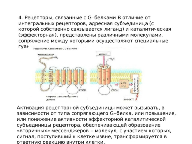 4. Рецепторы, связанные с G‒белками В отличие от интегральных рецепторов, адресная субъединица (с которой собственно связывается лиганд) и каталитическая (эффекторная), представлены различными молекулами, сопряжение между которыми осуществляют специальные гуанилатсодержащие белки (G‒белки). Активация рецепторной субъединицы может вызывать, в зависимости от типа сопрягающего G‒белка, или повышение, или понижение активности эффекторной каталитической субъединицы рецептора, обеспечивающей образование «вторичных» мессенджеров ‒ молекул, с участием которых, сигнал, поступивший к клетке извне, трансформируется в ответную реакцию внутри клетки. 