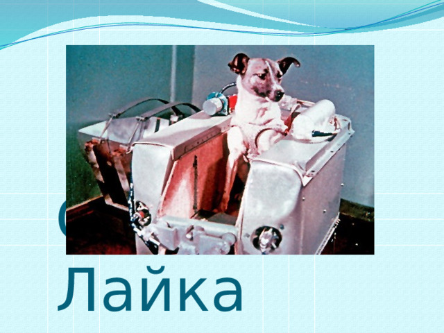 Собака Лайка 