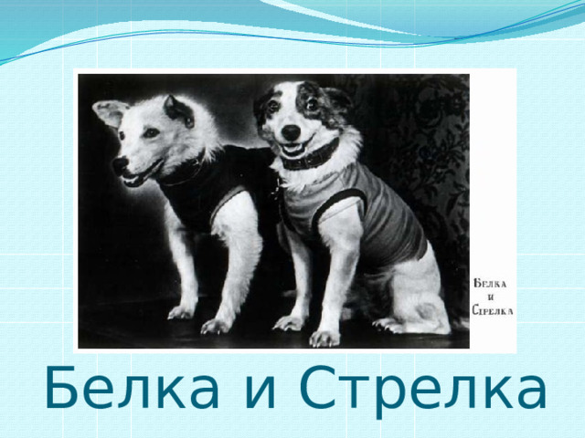 Белка и Стрелка 