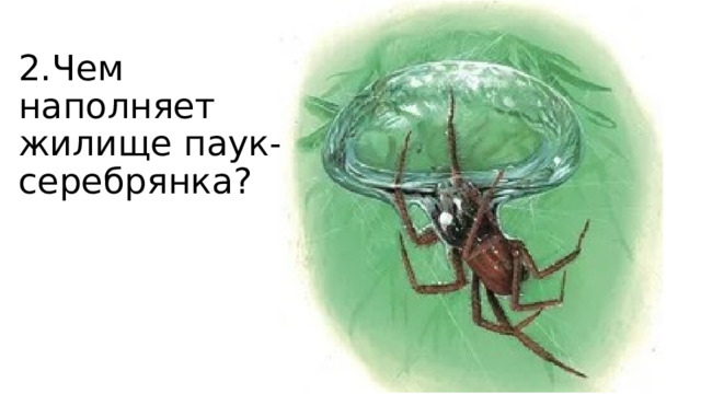2.Чем наполняет жилище паук- серебрянка? 