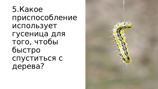 5.Какое приспособление использует гусеница для того, чтобы быстро спуститься с дерева? 