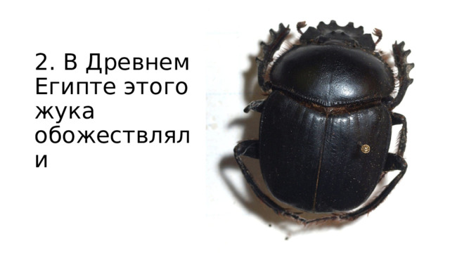 2. В Древнем Египте этого жука обожествляли 