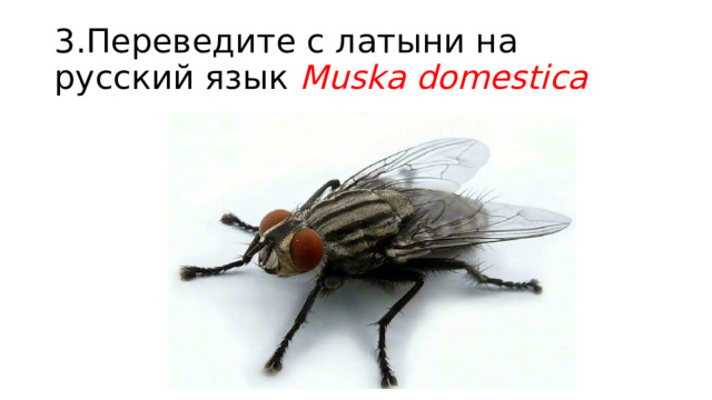 3.Переведите с латыни на русский язык Muska domestica 