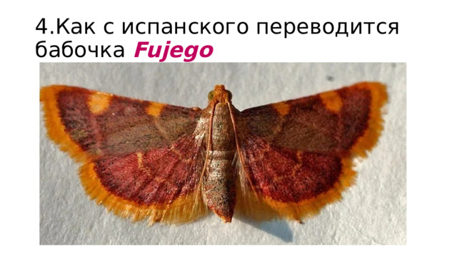4.Как с испанского переводится бабочка Fujego 
