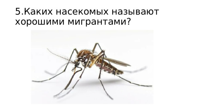 5.Каких насекомых называют хорошими мигрантами? 