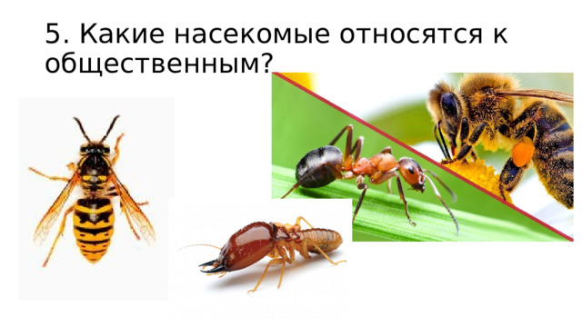 5. Какие насекомые относятся к общественным? 