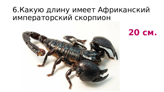 6.Какую длину имеет Африканский императорский скорпион 20 см. 