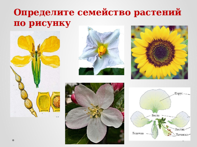 Определите семейство растений по рисунку 