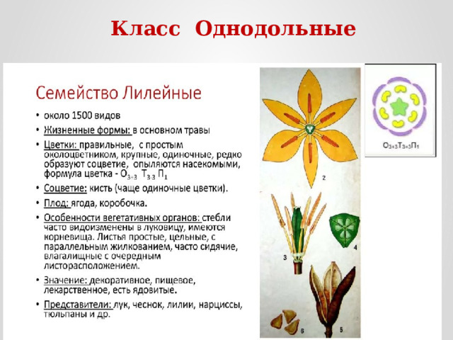 Класс Однодольные 