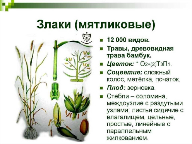 Класс Однодольные 