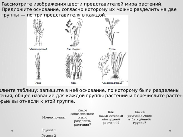 Рассмотрите изображения шести представителей мира растений. Предложите основание, согласно которому их можно разделить на две группы  — по три представителя в каждой. Заполните таблицу: запишите в неё основание, по которому были разделены растения, общее название для каждой группы растений и перечислите растения, которые вы отнесли к этой группе.   Номер группы Какое основаниепозволило разделить Группа 1 Группа 2 Как называетсяданная группа растения? Какие растенияотносятся к данной растений? группе? 