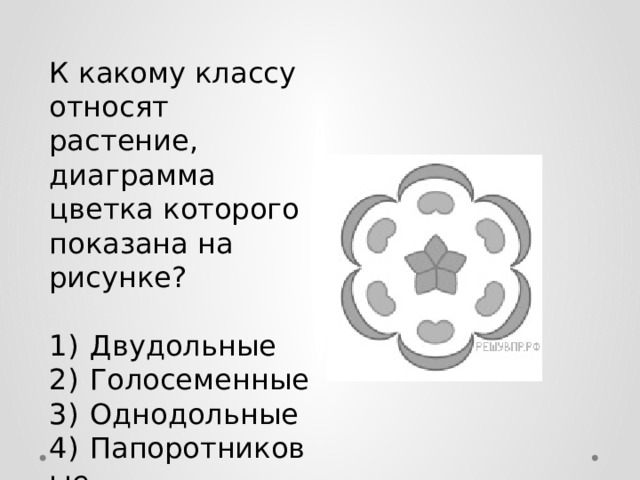 К какому классу относят растение, диаграмма цветка которого показана на рисунке?   1)  Двудольные 2)  Голосеменные 3)  Однодольные 4)  Папоротниковые 