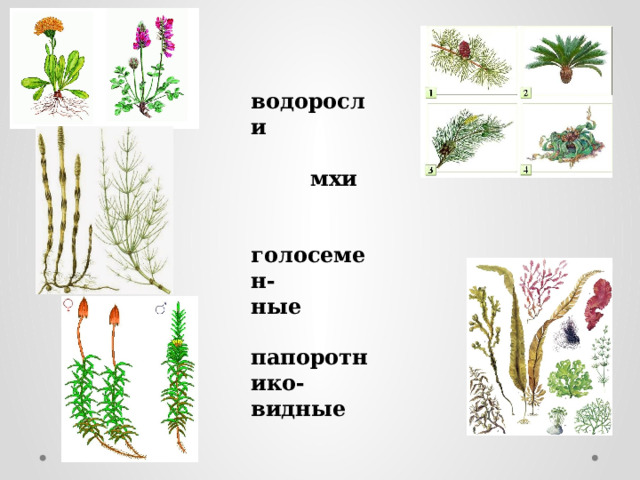  водоросли   мхи   голосемен- ные  папоротнико-видные   цветковые 