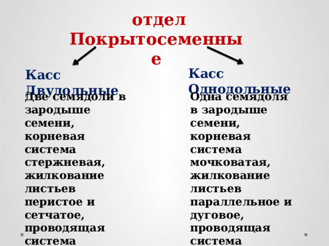  отдел Покрытосеменные Касс Однодольные Касс Двудольные Две семядоли в зародыше семени, корневая система стержневая, жилкование листьев перистое и сетчатое, проводящая система состоит из пучков расположенных кольцеообразно Одна семядоля в зародыше семени, корневая система мочковатая, жилкование листьев параллельное и дуговое, проводящая система состоит из пучков расположенных хаотично 