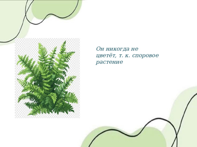 Он никогда не цветёт, т. к. споровое растение 