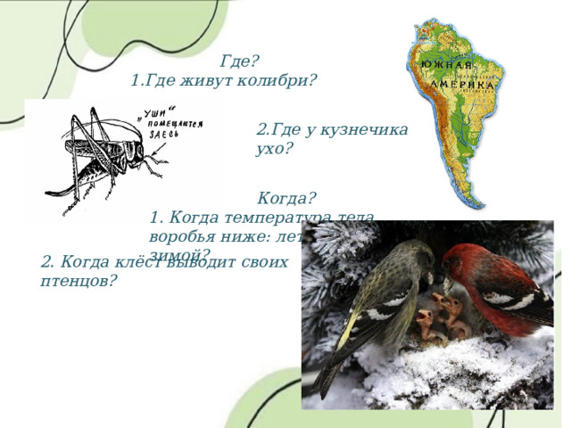 Где? 1.Где живут колибри? 2.Где у кузнечика ухо? Когда? 1. Когда температура тела воробья ниже: летом или зимой? 2. Когда клёст выводит своих птенцов? 