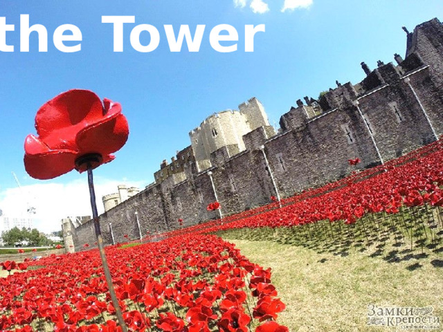 the Tower 