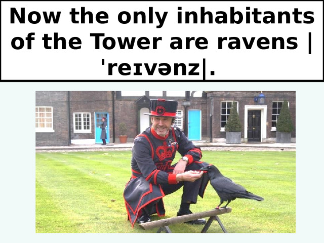 Now the only inhabitants of the Tower are ravens  |ˈreɪvənz|. 