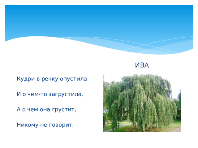 ИВА Кудри в речку опустила И о чем-то загрустила, А о чем она грустит, Никому не говорит. 